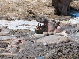 Bologonja_Seronera2009-2